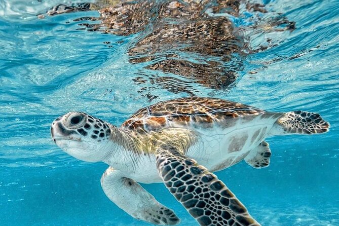Bali Blue Lagoon Snorkeling with Optional Tour & Activities - Kanto Lampo Waterfall and Tegenungan Waterfall: Scenery Time That Breaks Up the Day