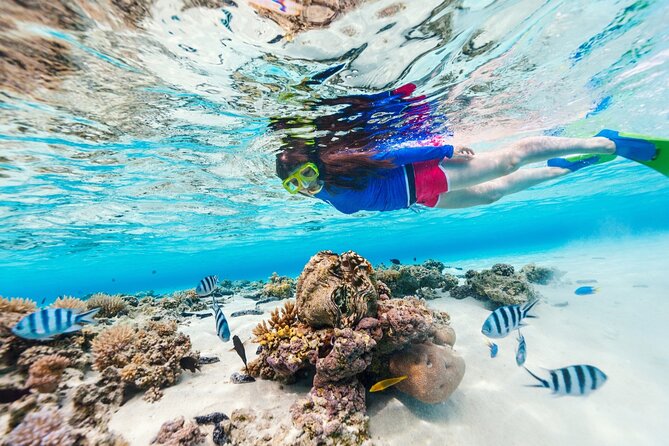 Bali Blue Lagoon Snorkeling with Private Transfer and Lunch - Padangbai Stop: How the Day Gets Structured