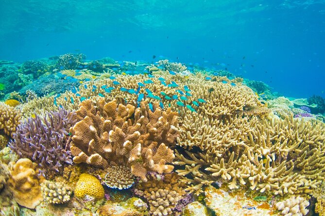 Bali Blue Lagoon Snorkeling with Private Transfer and Lunch - Blue Lagoon Beach Time: Entry Included, So You Can Skip One More Step