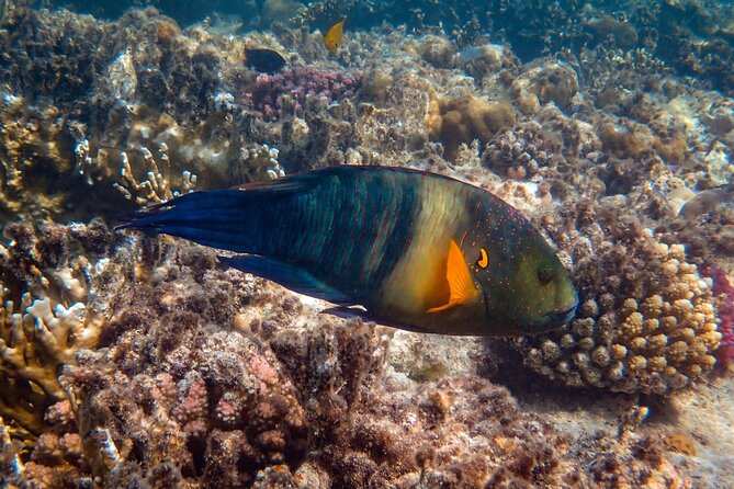 Bali Blue Lagoon Snorkeling with Private Transfer and Lunch - Lunch After Snorkeling: Why Included Food Changes the Experience