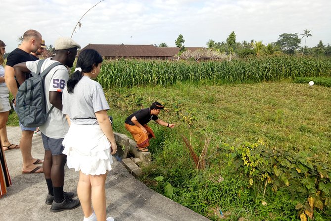 Bali Cooking Class and Ubud Sightseeing Tour - Sacred Monkey Forest Sanctuary: go for the setting, stay mindful