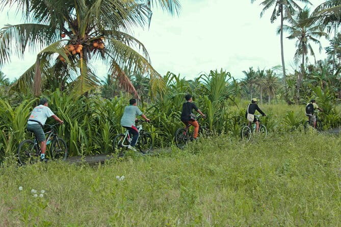 Bali Countryside Eco Cycling Tour include Lunch - Key highlights you’ll actually care about