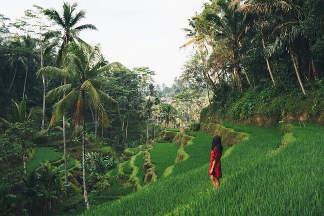 Bali day trip : Batur Sunrise Hike and Hot Spring All inclusive - Passing Ubud: Rice Terraces and the Art Market Stop You Can Choose