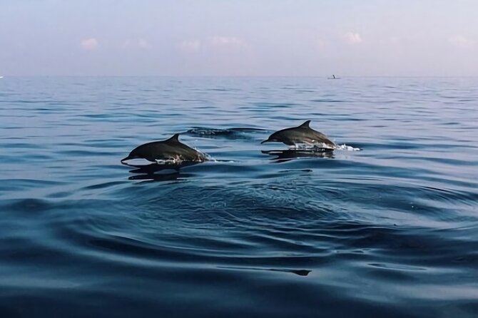 Bali Dolphin Lovina tour and Ulundanu Beratan - The 3:30am Run to Lovina: What Your Morning Looks Like