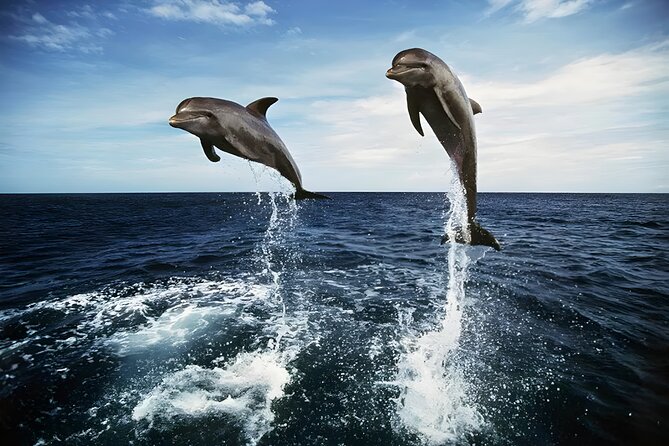 Bali Dolphin Watching Sunrise Tour in Lovina Beach - Lovina at 3:00am: why the dolphin part is the heart of the day