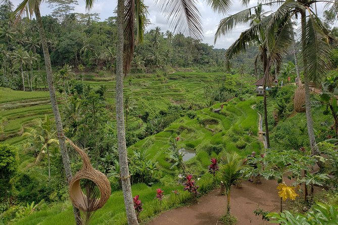 Bali Full Day Holy Water Tour - Tegalalang Rice Terraces: Cliffside Views and Timing That Matters