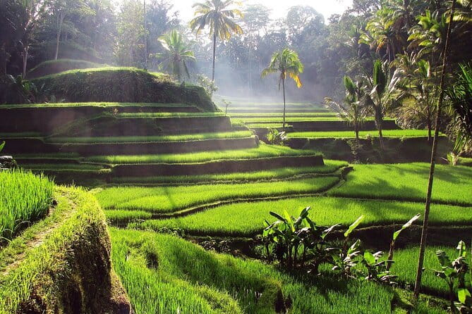 Bali Full-Day Tours : Waterfall and Ubud Destination Trip - Price and value: $50 per person that includes more than a ride