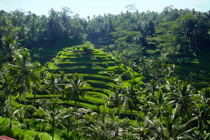 Bali Half Day-Tour: Ubud Night Trip Packages - Pickup from Seminyak (and beyond): how the logistics stay easy