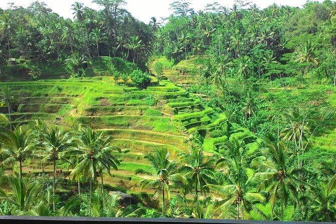 Bali Hindu temple, Rice terrace, Waterfall -All Inclusive - Tegalalang rice terrace: iconic views, but plan your steps