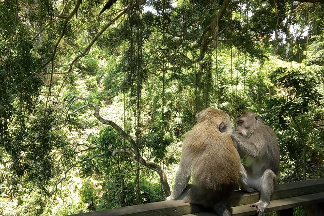 Bali Holy Bathing Ritual and Ubud Highlights tour - Sacred Monkey Forest Sanctuary: 700 long-tailed monkeys and a shaded walk