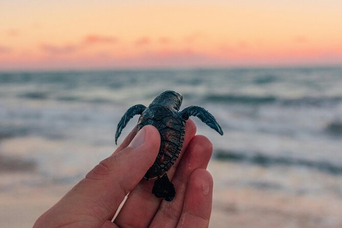 Bali Horse Riding and Turtle Release at Saba Beach - Key highlights to look forward to