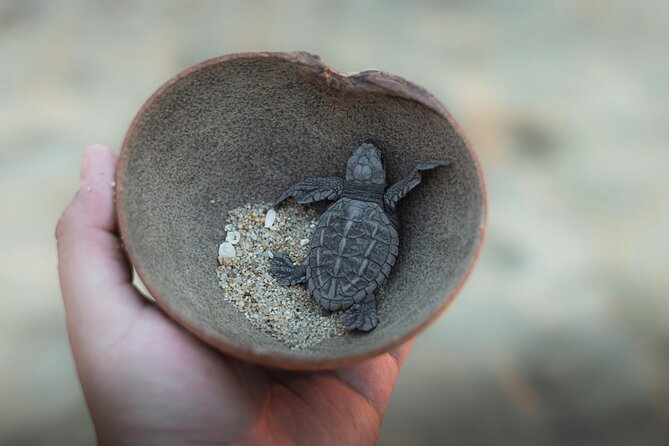 Bali Horse Riding and Turtle Release at Saba Beach - Tegenungan Waterfall: a classic stop with time to breathe