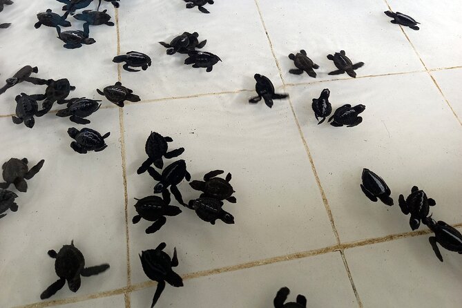 Bali Horse Riding and Turtle Release at Saba Beach - How the full 8 hours works in real life