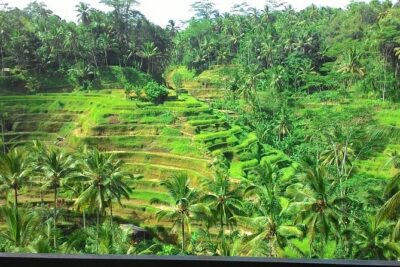 Bali in 1-Day : Rice Terrace, Volcano, Tanah lot - All Inclusive - Stop 1 energy: Batuan’s first lesson starts early