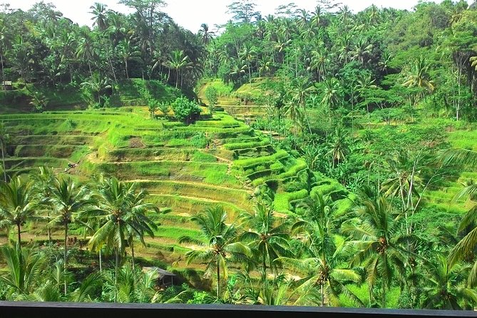 Bali in 1-Day : Rice Terrace, Volcano, Tanah lot - All Inclusive - Stop 1 energy: Batuan’s first lesson starts early