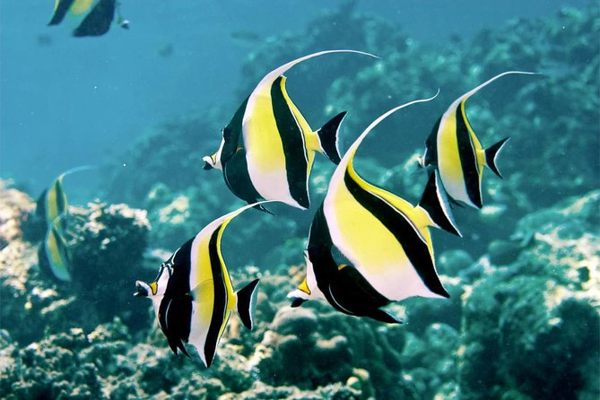 Bali Menjangan Island Snorkeling Day Tour - Key Points at a Glance