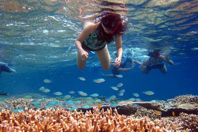 Bali Menjangan Island Snorkeling Day Tour - Menjangan Island Snorkeling: The Point of the Day
