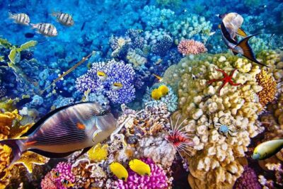 Bali Menjangan Island Snorkeling Day Tour - The Very Early Start: 5:30am and a Long Day You Can Plan For