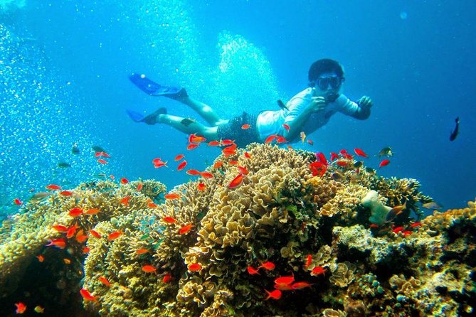 Bali Menjangan Island Snorkeling Day Tour - Stop 2 and Stop 3: Menjangan National Park Snorkeling (the Real Reason to Go)
