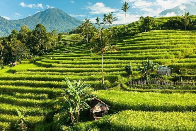 Bali : Northern Bali Private Day Trip with Transfer - Tabanan lunch stop and the pacing trick