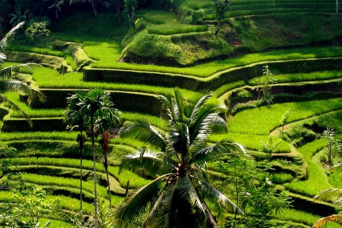Bali Private Car Charter with English Speaking Driver - Ubud classics you can actually enjoy: Tegalalang, Tirta Empul, Sacred Monkey Forest