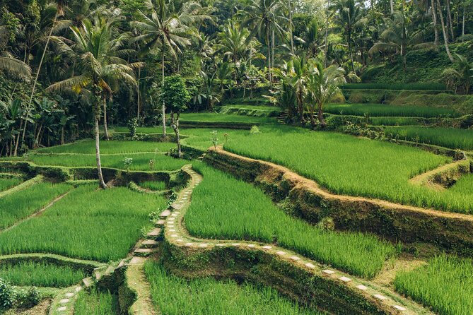 Bali Private Car Full Day Customized Tour With Drone Service - Tirta Empul and Aloha Ubud Swing: sacred water and playful viewpoints
