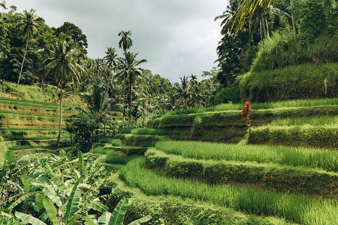 Bali Private Car Full Day Customized Tour With Drone Service - Tegenungan Waterfall and Tegalalang Rice Terrace: easy nature stops, iconic angles