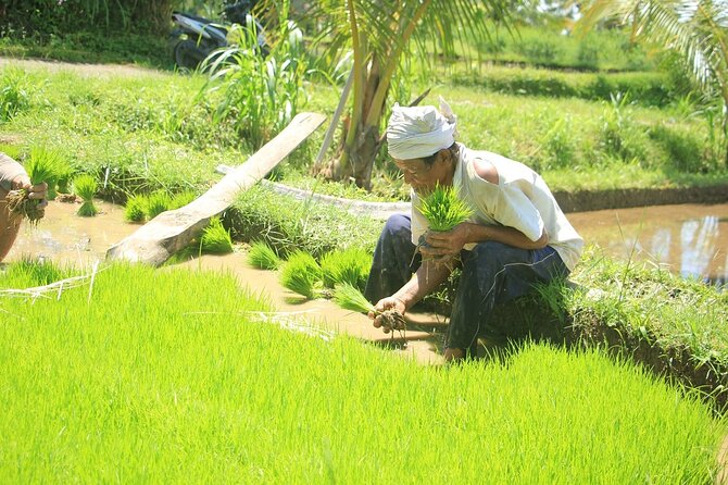 Bali Quad and Buggy Explorer Tour - Price and value: is $43 enough for all this?