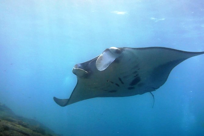 Bali Scuba Diving at Nusa Penida Manta Point For Certified Diver - Key Highlights You’ll Actually Feel on the Day