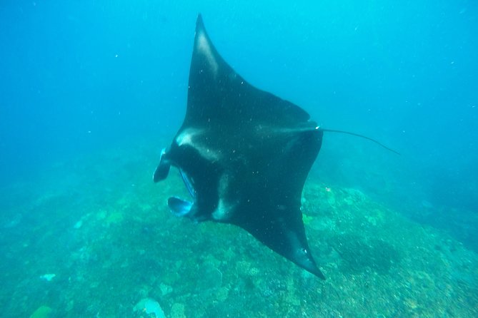 Bali Scuba Diving at Nusa Penida Manta Point For Certified Diver - Why Nusa Penida Manta Point Works Better Than Snorkeling