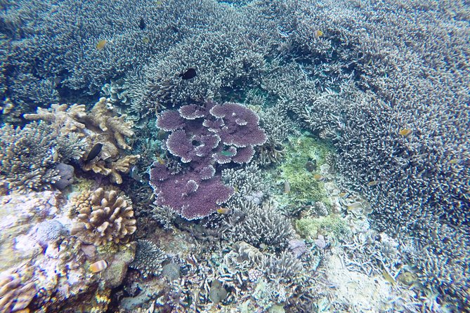 Bali Scuba Diving at Nusa Penida Manta Point For Certified Diver - Timing, Pickup, and the Real Meaning of an 8-Hour Day