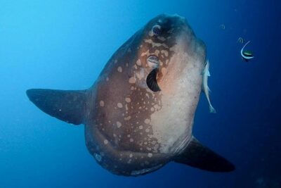 Bali Scuba Diving at Nusa Penida Manta Point For Certified Diver - The Full 3-Stop Underwater Plan: Manta Point, Crystal Bay, and the Third Site Swap
