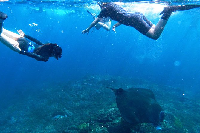Bali Scuba Diving at Nusa Penida Manta Point For Certified Diver - Manta Odds, Currents, and How to Stay Relaxed Under Changing Conditions