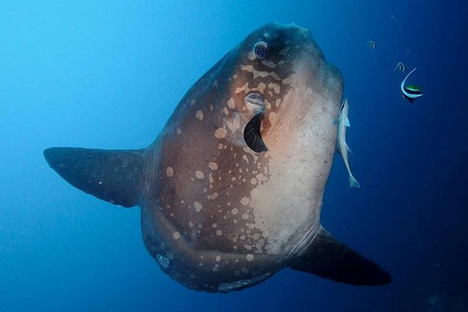 Bali Scuba Diving at Nusa Penida Manta Point For Certified Diver - The Full 3-Stop Underwater Plan: Manta Point, Crystal Bay, and the Third Site Swap