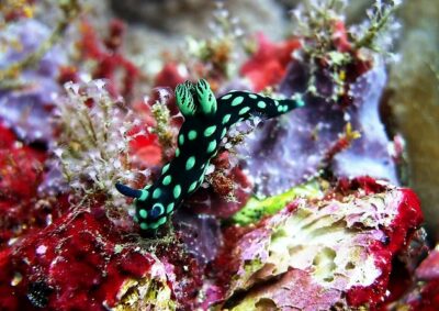 Bali Scuba Diving at Padang Bai for Certified Diver - Entering the Boat Sessions: Equipment, Guide Support, and What You’ll See
