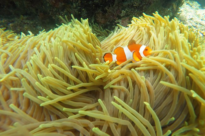 Bali Scuba Diving at Padang Bai for Certified Diver - Price and Value: Is $98.34 Actually a Deal?