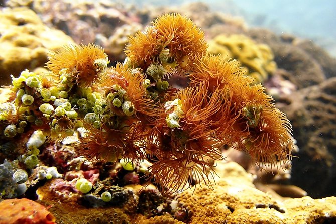 Bali Scuba Diving at Padang Bai for Certified Diver - What to Bring (and What to Skip)