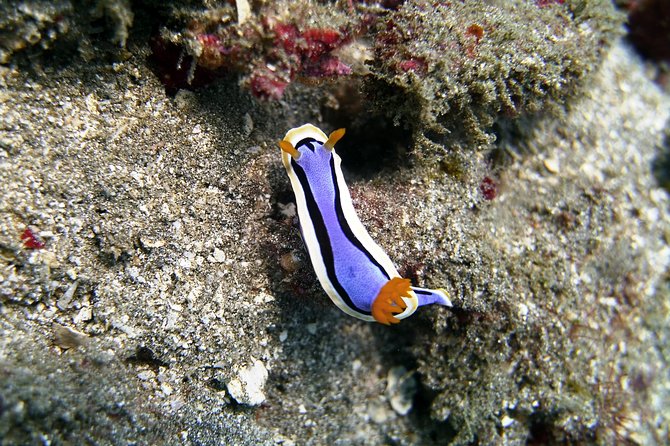 Bali Scuba Diving at Padang Bai for Certified Diver - Who This Trip Suits Best