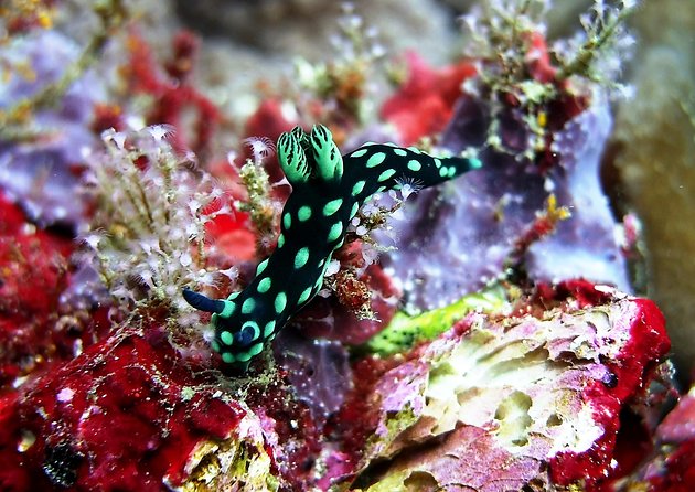 Bali Scuba Diving at Padang Bai for Certified Diver - Entering the Boat Sessions: Equipment, Guide Support, and What You’ll See