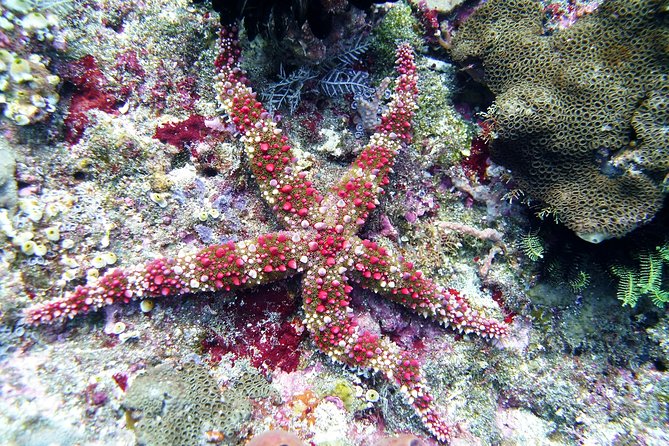 Bali Scuba Diving trip at Tulamben for Certified Diver - Two guided underwater tank sessions from the beach