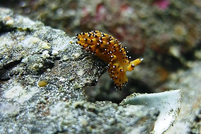 Bali Scuba Diving trip at Tulamben for Certified Diver - Lunch at the beachside restaurant: fuel for a second tank