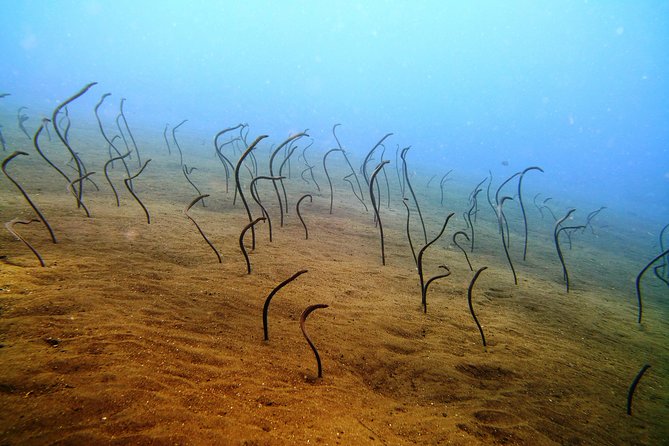 Bali Scuba Diving trip at Tulamben for Certified Diver - How the guides influence the whole day
