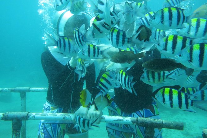 Bali Sea Walking Experience - Your Underwater Walk: The 25–30 Minute Main Event