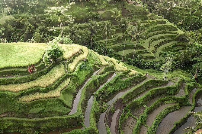 Bali Shore Excursions : Best of Bali Tour - Timing and energy: planning for an all-day 8 to 10 hour schedule