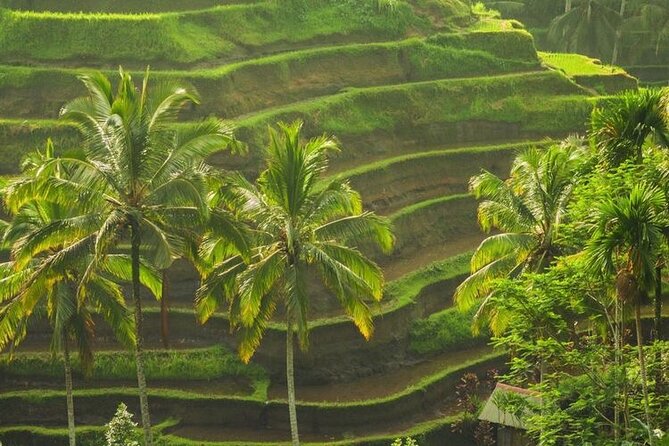 Bali Sightseeing - Tegalalang rice terraces: the view is great, but the systems matter more