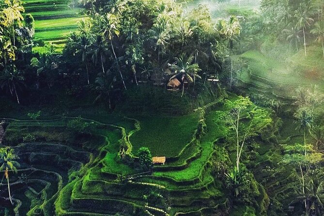 Bali Sightseeing - Coffee and herbal tasting at Satria Agrowisata: what local production tastes like