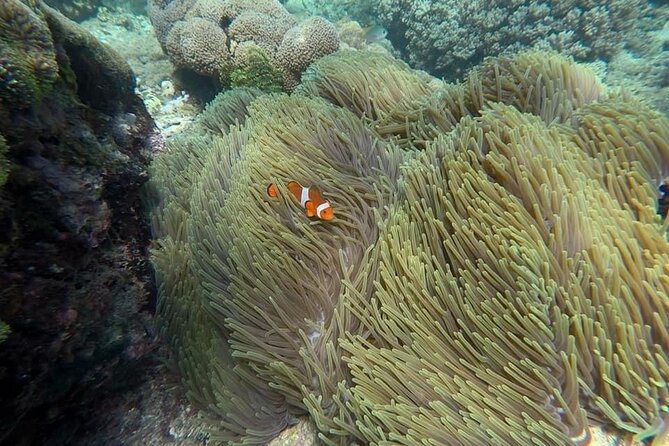 Bali Snorkeling 2 Spot at Blue Lagoon with Lunch & Transport - Lunch on the day: staying fueled for a full 6-hour outing