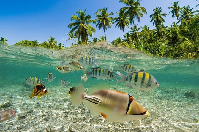 Bali Snorkeling 2 Spot at Blue Lagoon with Lunch & Transport - Marine life odds: angelfish, pufferfish, moray eels, and turtles