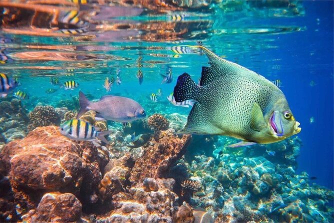 Bali Snorkeling 2 Spot at Blue Lagoon with Lunch & Transport - Price and value check for $19 with transport