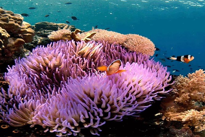Bali Snorkeling Blue Lagoon and Tanjung Jepun All Included - The big idea: why this Bali snorkel tour feels like more than snorkeling